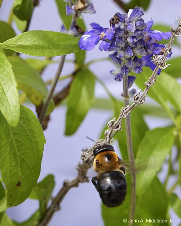 Bumblebee in Flight