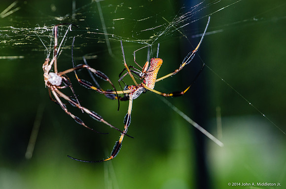 Golden Silk Orb Weavers Mating