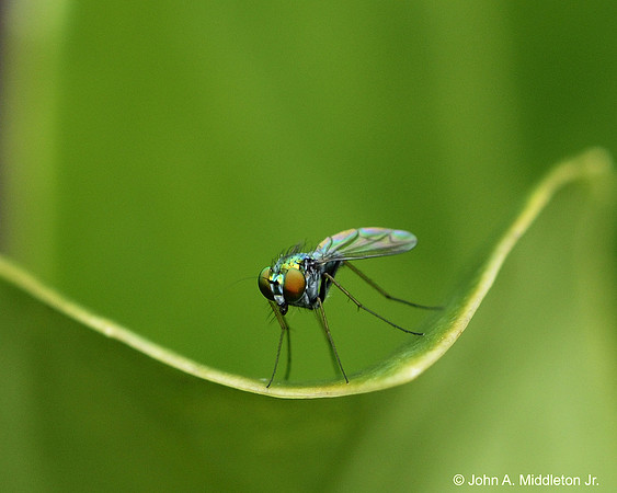 Long Legged Fly (Dolichopodidae) on Ligustrum