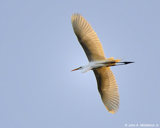Great Egret Overhead