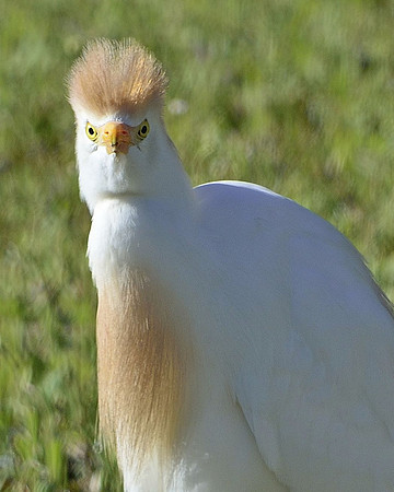 Cattle Egret Staredown