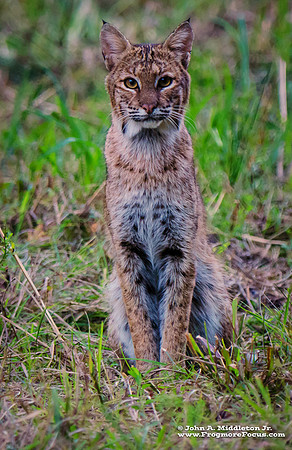 Bobcat Pose