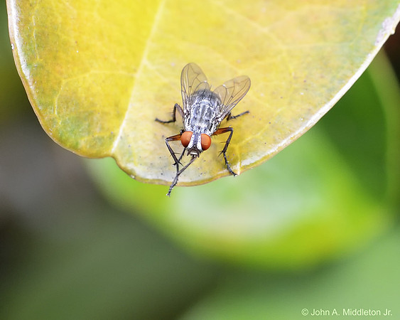 Fly on Ligustrum Leaf