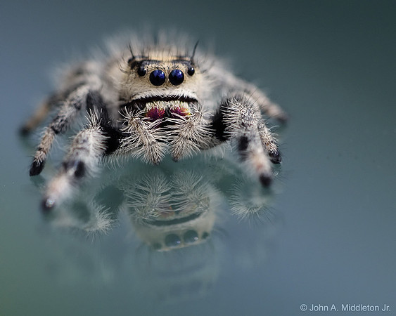 Jumping Spider