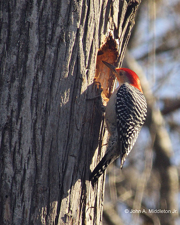Red-bellied Woodpecker at Nest Hole Door