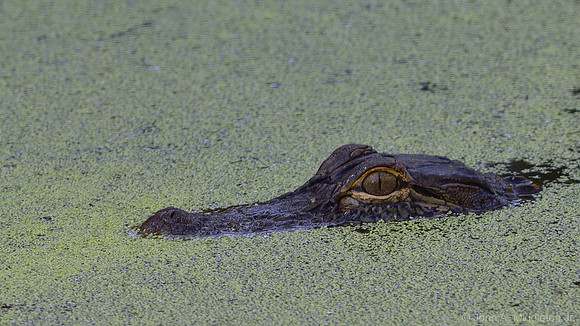 Alligator and Duck Weed