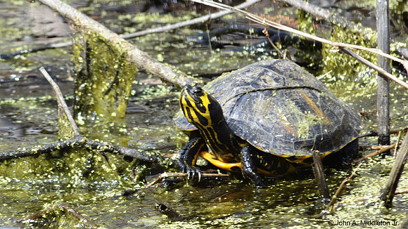 Yellow-bellied Slider Basking