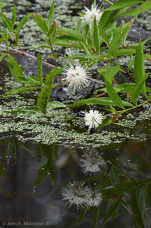 Buttonbush Reflection