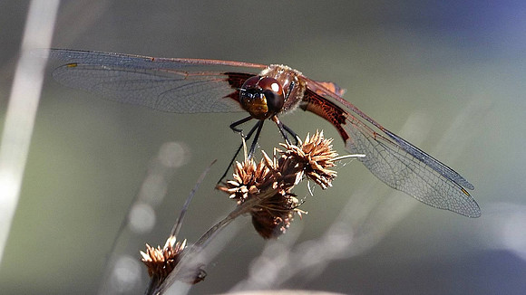 Carolina Saddlebags
