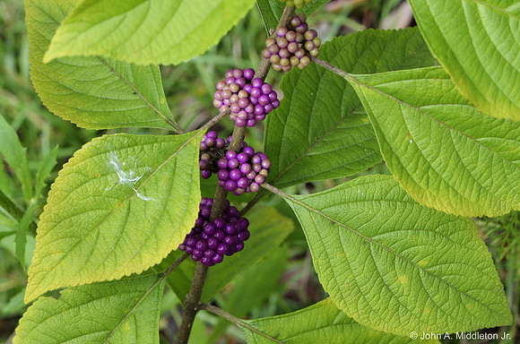 American Beautyberry Berries