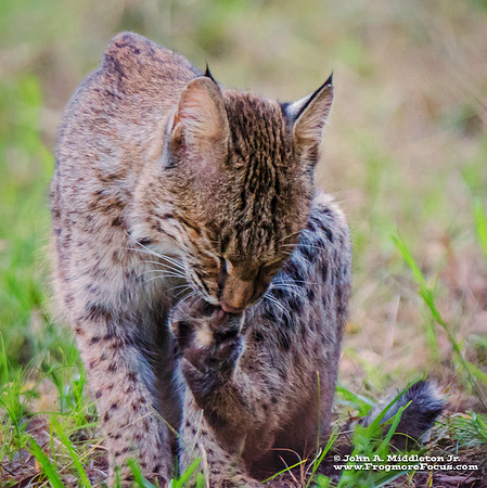 Bobcat Kit Grooming