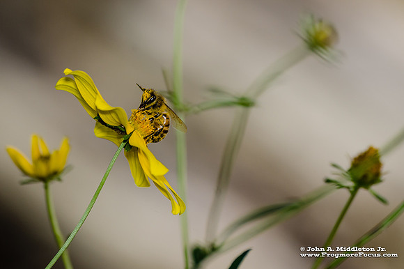Honeybee on Swamp Sunflower