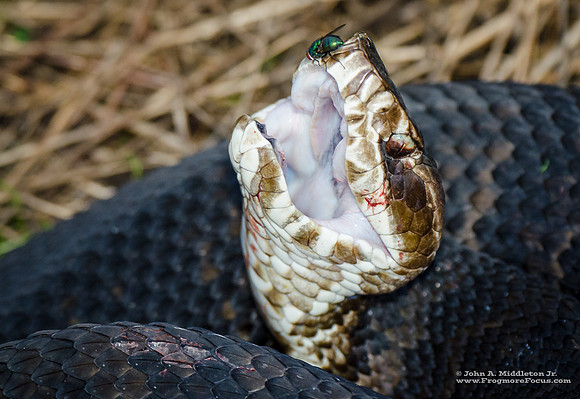 Cottonmouth After a Meal