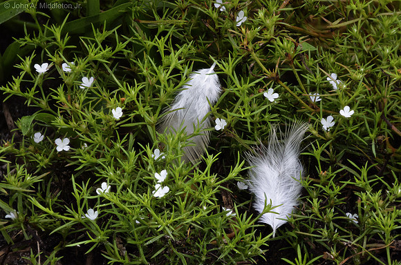 Feather and Flowers