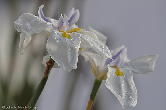 African Iris (Dietes iridiodes)