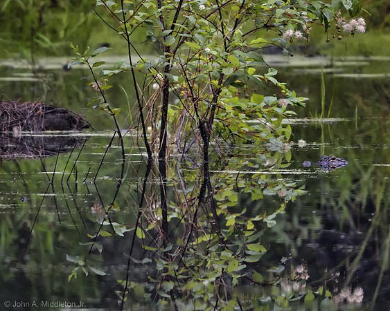 Buttonbush and Alligator