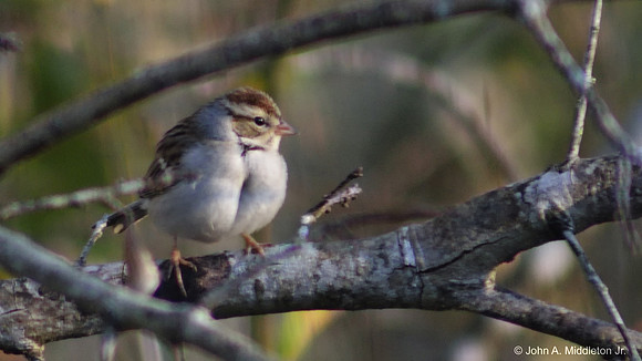 Chipping Sparrow Maximizes Insulation