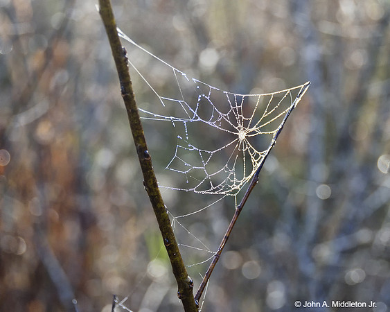 Orb Web in the Dawn Dew