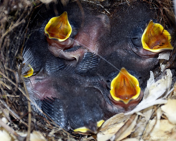 Carolina Wren Nestlings Beg for Food