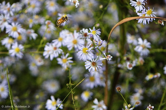 Honeybee Among the Asters