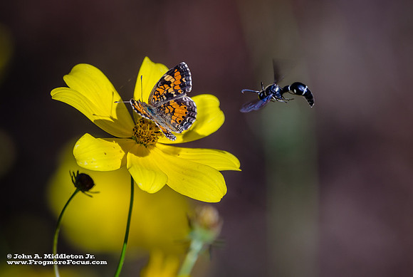 Phaon Crescent and Potter Wasp
