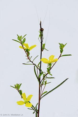 Rattlebox (Ludwigia maritima) with Hoppers