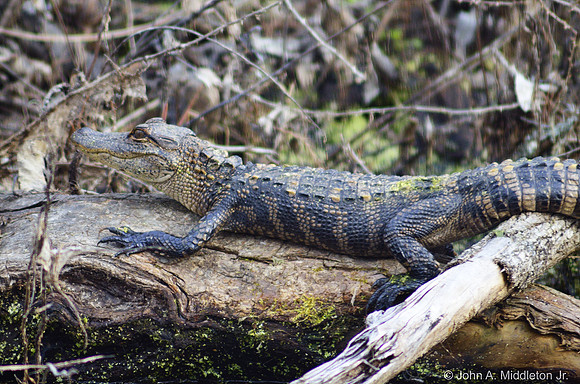 Alligator Basking on Log