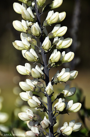 White Indigo Flowers