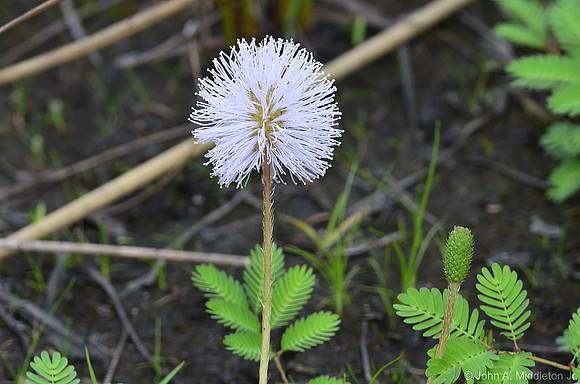 Sunshine MImosa (Mimosa strigillosa)