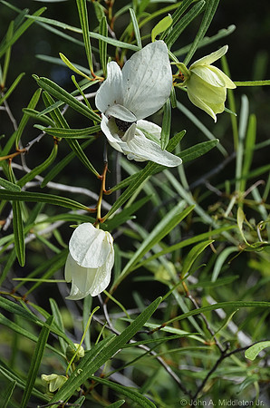 Longleaf Paw Paw (Asimina longifolia)