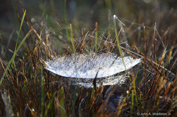 Web and Dew at Dawn