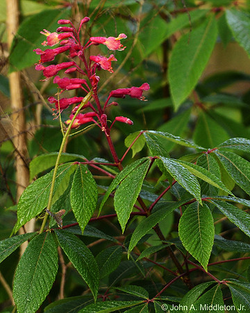 Red Buckeye