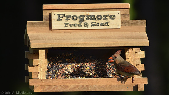 Female Cardinal at the Feed & Seed