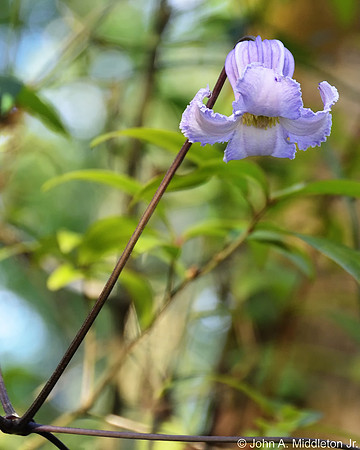 Leather Flower (Clematis crispa)