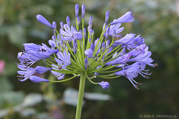 Agapanthus