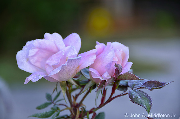 Winter Roses