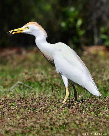 Cattle Egret with Lunch