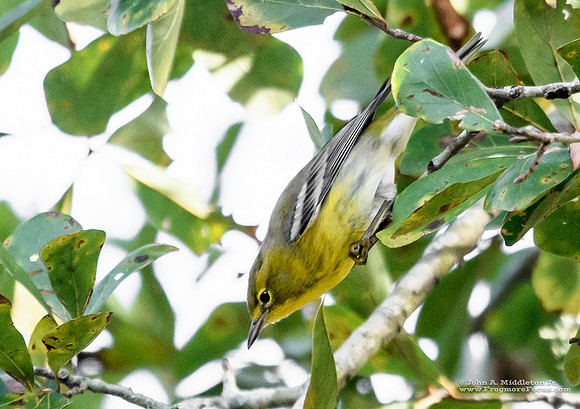 Warbler
