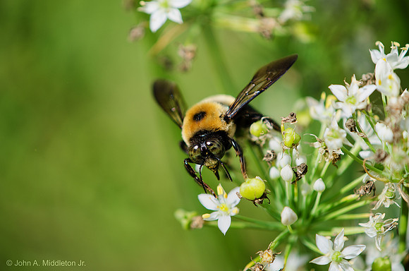 Bumblebee on Garlic Chives