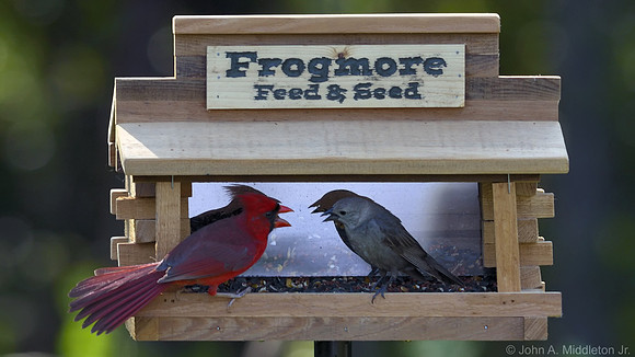 Cardinal and Cowbird Dispute
