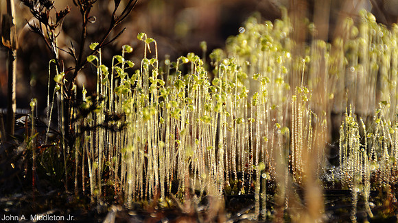 Moss Sporophytes