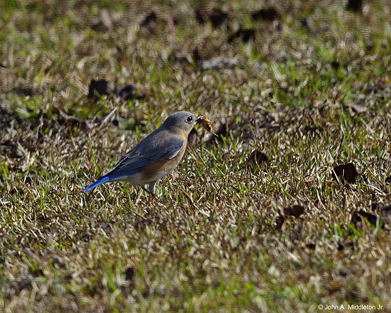 Eastern Bluebird (female) With Prey