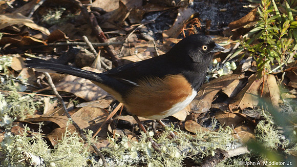 Eastern Towhee Male