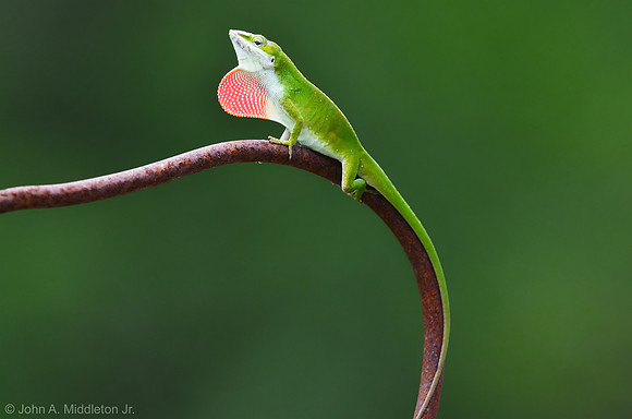 Carolina Anole