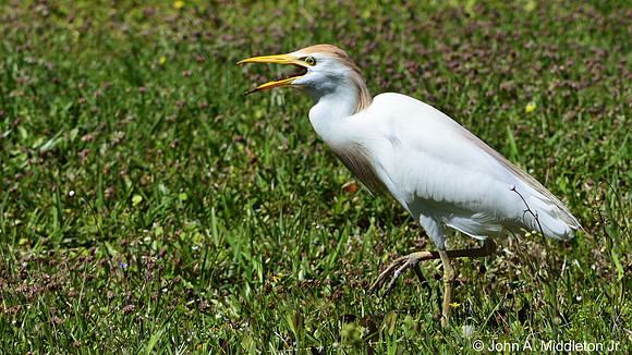 Cattle Egret