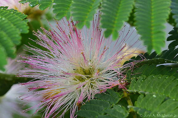 Mimosa Tree