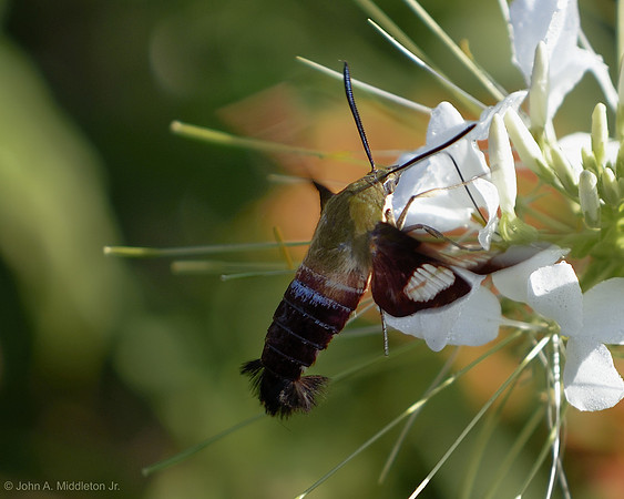 Hummingbird Moth (Hemaris thysbe)