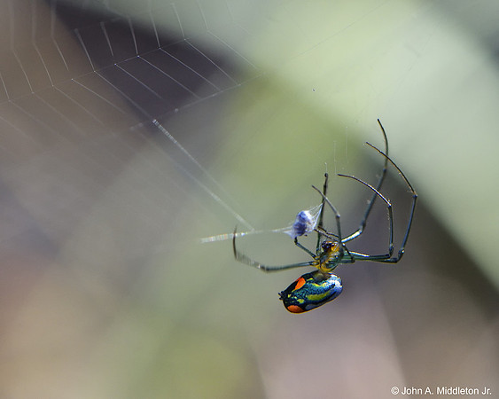 Tiny Orb Weaver with Gnat