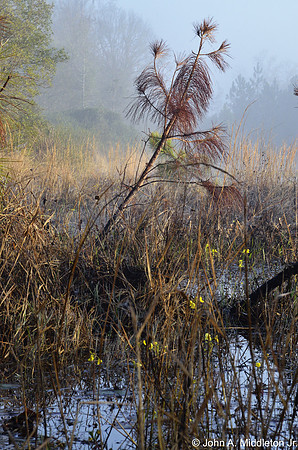 Drowned Pine at Dawn