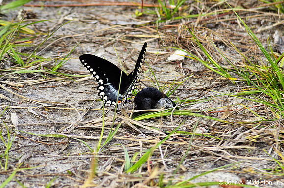 Male Spicebush Swallowtail (Papilio troilus) on Turkey Poop
